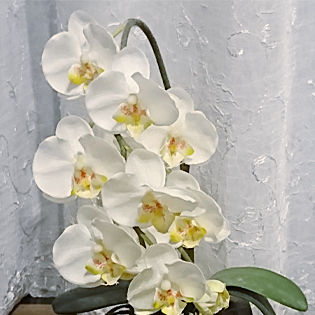栗原理代