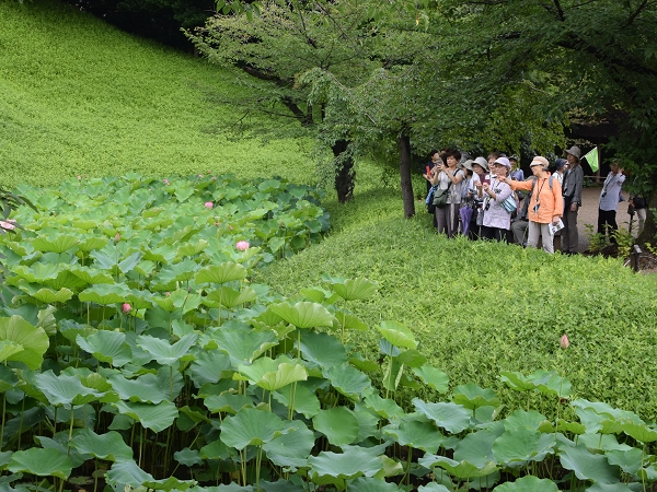 草花散歩