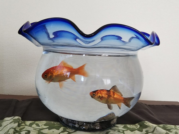 金魚鉢の金魚