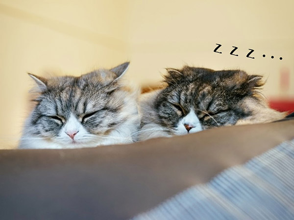 眠り猫