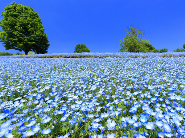 「ハルメク草花散歩」で見るネモフィラ