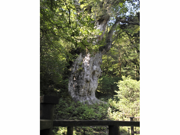 屋久島 縄文杉への挑戦 ご対面編