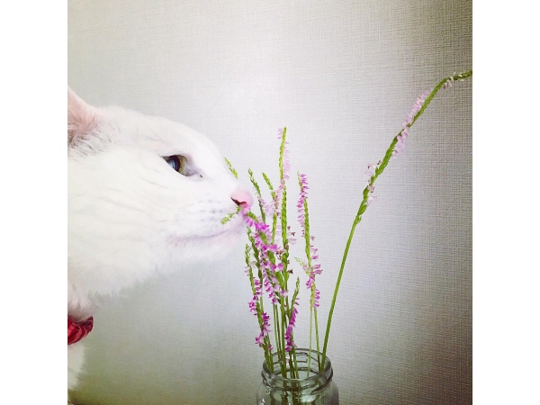 ねじばな くんかくんか
