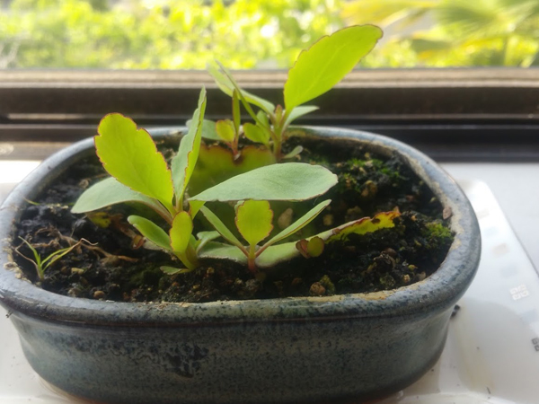 1枚の葉が朽ち果てるまで新しい芽を出し続けるハカラメ