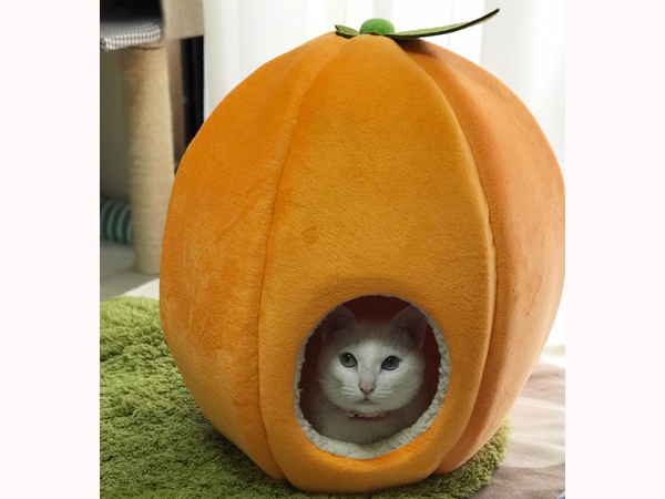 猫とスニーカーと帽子