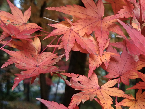 何とかやってこられたこと、色んなことに感謝する日々