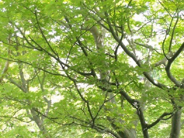 初夏の風に揺れる楓