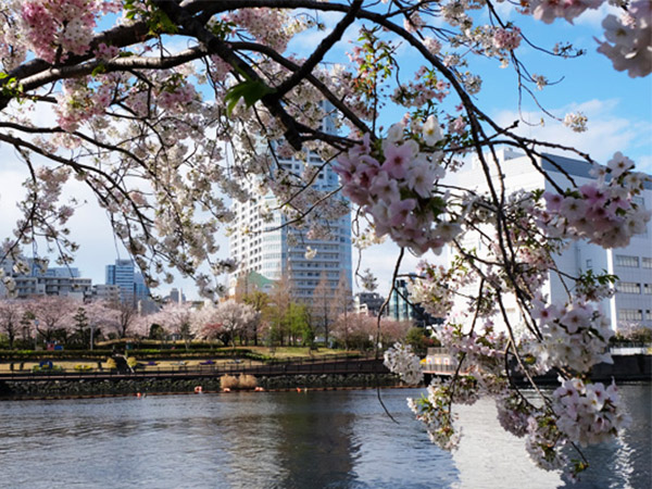 東京の遅咲き桜