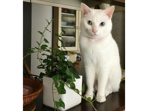 保護猫“ちょっくら”