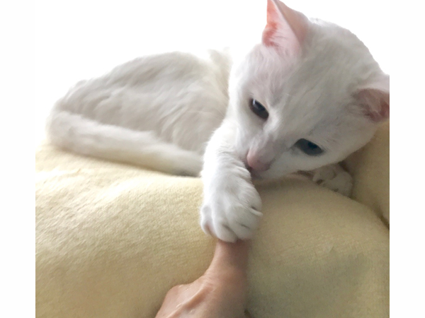 猫にも利き手があるそうです