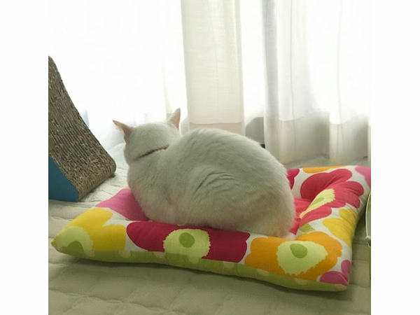 変わらない好きなものごっちゃごちゃ♪
