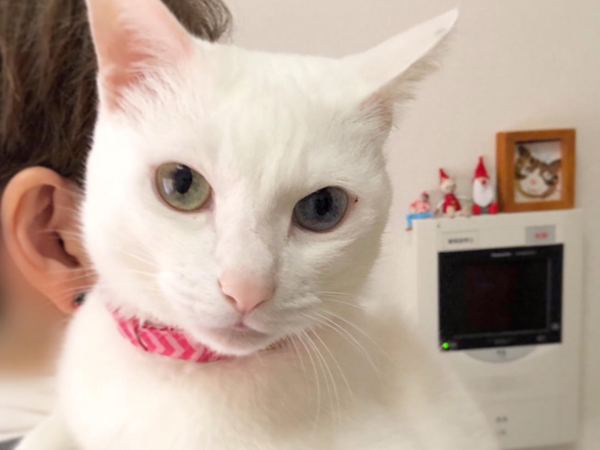 猫とのダラダラ生活