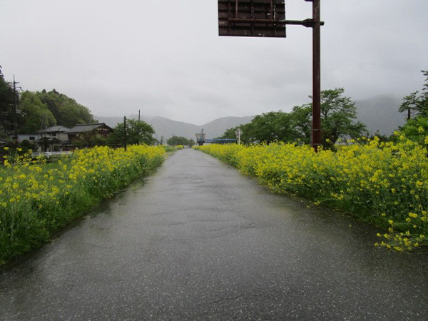 湖を1周するにはこの道を進む