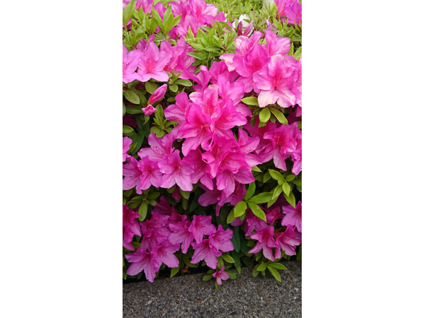 ツツジ
