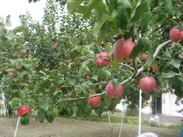 リンゴの街で思い出したのは昭和36年