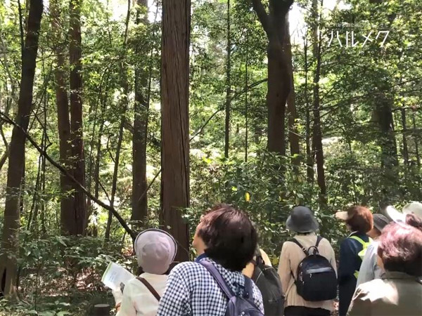 【草花散歩 2019年5月】イベント開催レポート 明治神宮の森と花菖蒲&代々木公園でバラを楽しむ