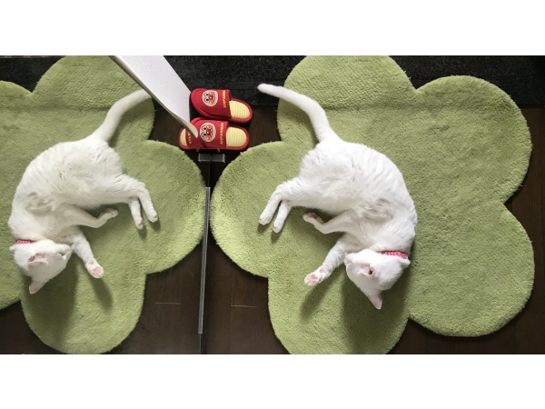 ちょっくらは風が通る玄関でごろごろ♪