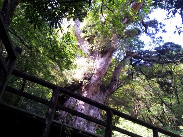 屋久島 縄文杉