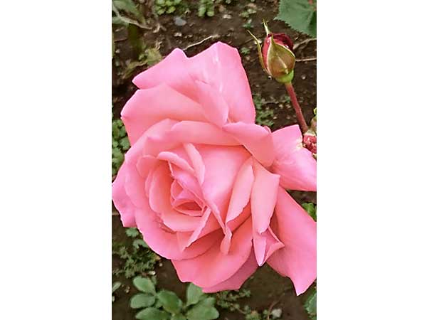 母80歳。認知症の始まり……?